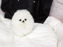 Cute Teacup Pomeranian Pups For Sale- xxx-xxx-xxxx