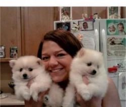Cute Pomeranian Puppies For Free Adoption