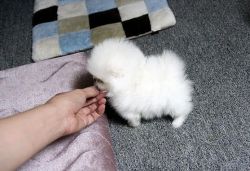 M/f Pomeranian Pups For Sale