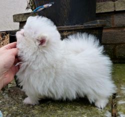 Outstanding White Pomeranian