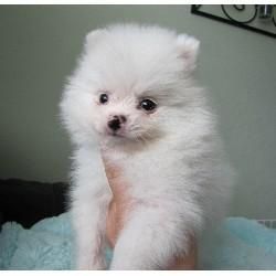 Gorgeous Pomeranian Puppy For Free Adoption