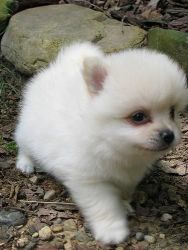 cute Pomeranian babies ready for adoption