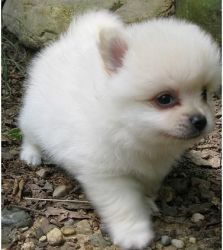 explicit Pomeranian puppies ready for a home