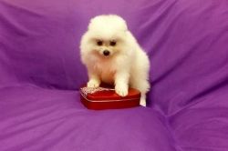 Teacup Pomeranian Puppies Male/female For Sale