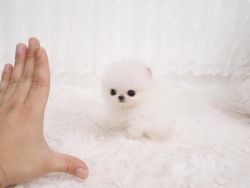 Charming Ice White Tcup Pom Puppies Now Ready