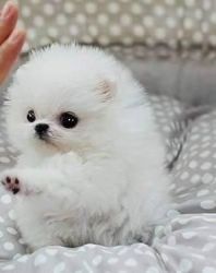 cute Pomeranian puppies for sell now