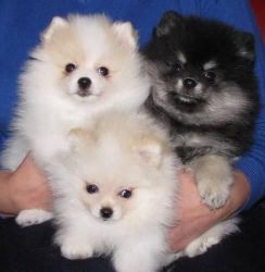 A Lovely Teacup Pomeranian Puppies