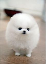 Pomeranian Puppies	Post your Free ad here