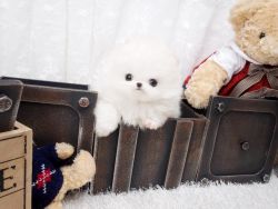Amazing Micro Teacup Pomeranian puppy