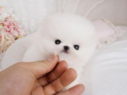 Adorable Snow White Teacup Pomeranian Puppies