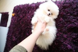 Pure breed pomeranian puppues for sell
