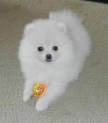 Pure white Pomeranian puppy