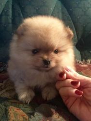 Pomeranian Puppies For Sale xxx xxx xxx5