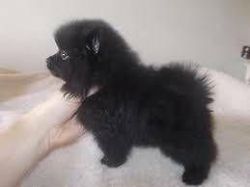 tiny teddy bear Pomeranian male puppy