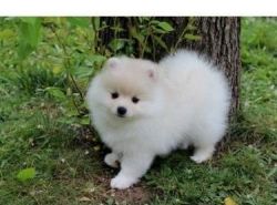 Cute Pomeranian puppies Available for adoption
