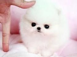 Teacup Pomeranian Puppies, pure white and black