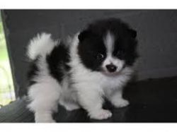 Got black and white pomsky Puppies