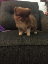 Sable brown with white markings pomeranian