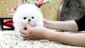 Beautiful Pomeranian Puppies for Adoption
