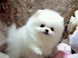 Cute and healthy Toy Pomeranian