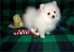 teacup pomeranian puppies for rehoming