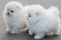 top quality pomeranian puppies