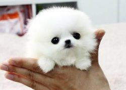 Pure white Pomeranian puppies