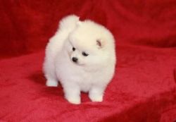 awesome pomeranians puppies available