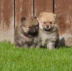 Rehome Cute Pomeranian Pups