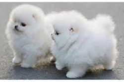 Gorgeous Pomeranian Puppies Text(xxx) xxx-xxx6