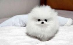 Cute Pomeranian Puppy Text (xxx) xxx-xxx6 Now