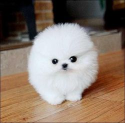 Cute Pomeranian Puppies Text (xxx) xxx-xxx6