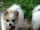 Cute pomeranian puppies for sale