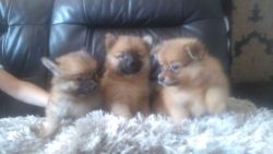 3 Stunning Pomeranian Puppies