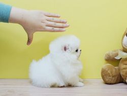 Beautiful Pomeranian puppies Available..