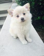 Cute Pomeranian puppies for sale.