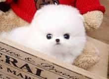 Amazing micro baby girl lil Cotton Ball available