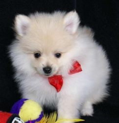new litter of Pedigree Pomeranian Puppies,