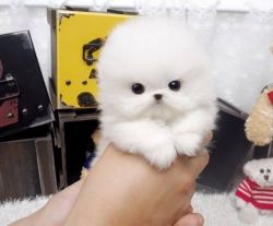 Charming Pomeranian Puppies Ready now
