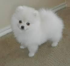 Gorgeous Pomeranian Puppies For you