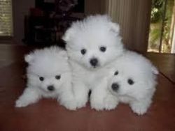Tiny Pomeranian Puppies Available Now