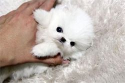 White Pomeranian Puppies available