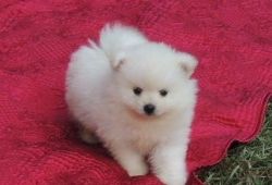 Tea Cup Pomeranian Puppies Available
