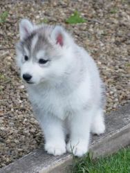 cute pomsky puppies for sale