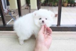 Tea Cup Pomeranian Puppy's For Sale Ready Now