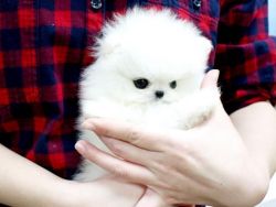 Quality Micro Pomeranian Puppies Available.