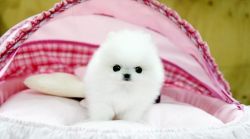 Super Adorable Teacup Pomeranian Puppies