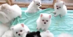 cute Pomeranian puppies