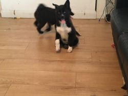 Dark color pom need rehoming