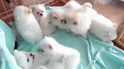Pomeranian Pups for caring homes